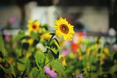 Close-up of yellow flowering plant