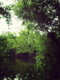 Trees in forest