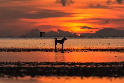 Silhouette dog on beach against orange sky