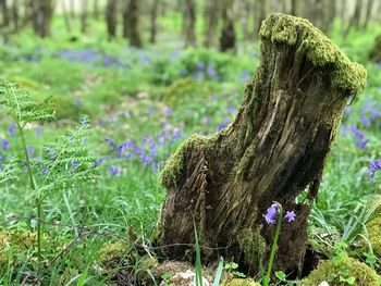 Close-up of purple flower tree stump on field