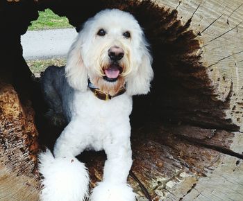 Close-up portrait of goldendoodle amidst tree hole