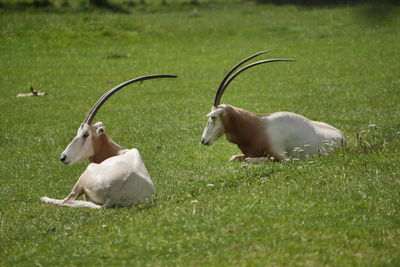 Oryx in a field
