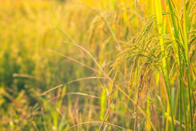 Close-up of wheat growing on field
