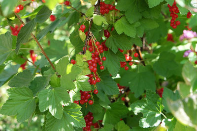 Close-up of red berries growing on plant