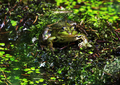 View of frog on land