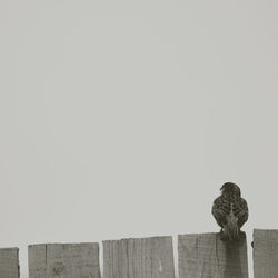 Rear view of man standing against clear sky