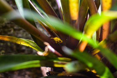 Close-up of insect on plant