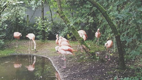 Flock of birds in water