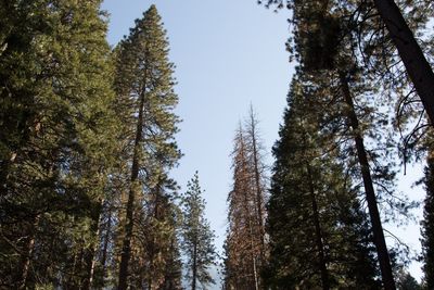 Low angle view of trees in forest against sky