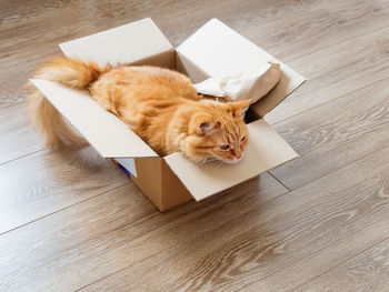 Cute ginger cat in carton box on wooden floor. fluffy pet relaxing in box. fuzzy domestic animal.