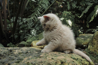 View of cat on rock