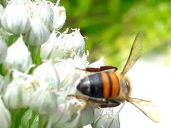 Close-up of insect on white flower