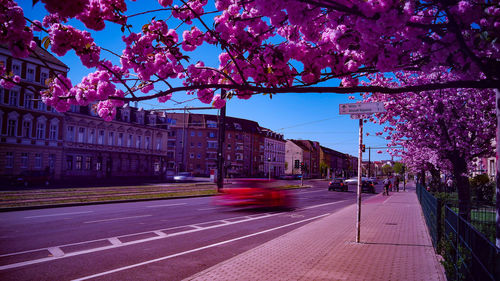 View of cherry blossom on road amidst buildings