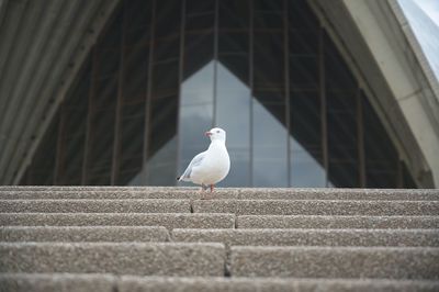 Seagull perching on stairs at sydneys operahouse.