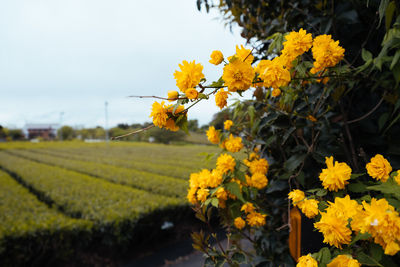 Scenic view of sunflower field against sky