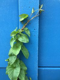 Close-up of green plant against blue wall