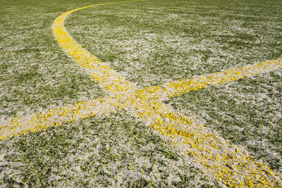 High angle view of yellow flowering plants on field