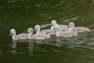 Swans swimming in lake