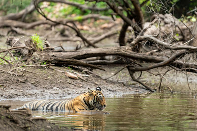 Cat relaxing in a forest