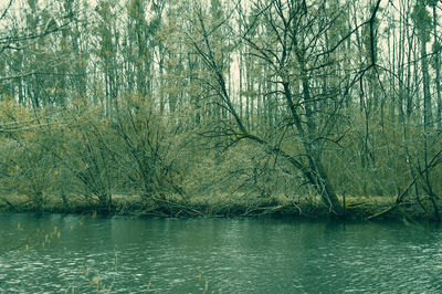 Scenic view of lake in forest