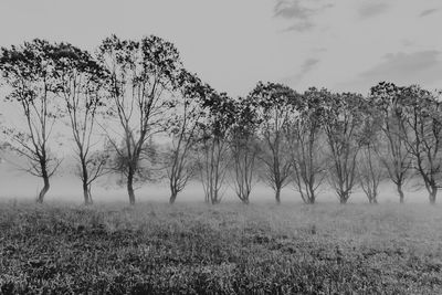 Trees on field against sky