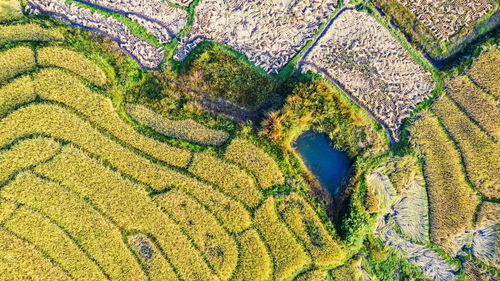 High angle view of rice field