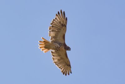 Low angle view of eagle flying against clear blue sky