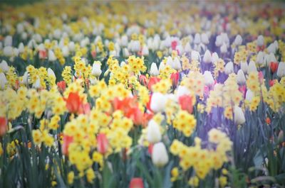 Close-up of fresh yellow flowers blooming in field