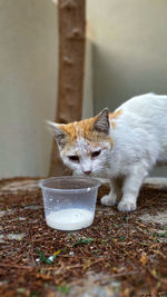 Close-up of a cat drinking water