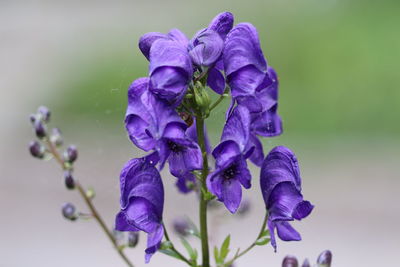 Close-up of purple flowering plant