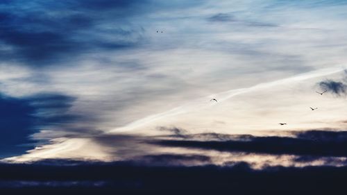Low angle view of birds flying in sky