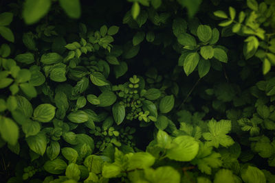 Full frame shot of green leaves