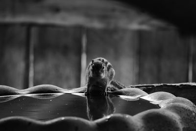 Close-up of chipmunk on birdbath