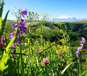 Close-up of purple flowering plants on field