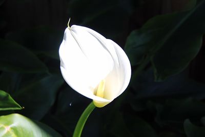 Close-up of white flower blooming outdoors
