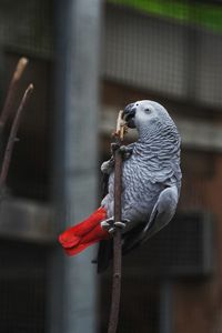 Close-up of parrot perching on metal