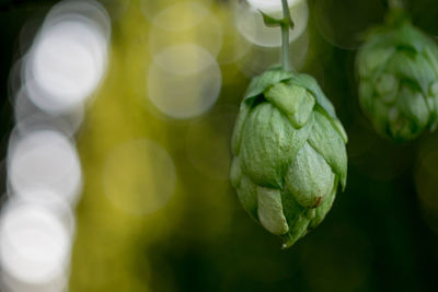 Close-up of plant growing outdoors