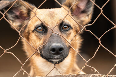 Portrait of dog