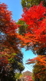 Low angle view of autumnal trees against sky