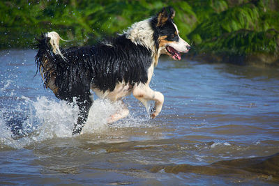 Full length of a dog running in water
