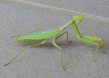 Close-up of insect on leaf