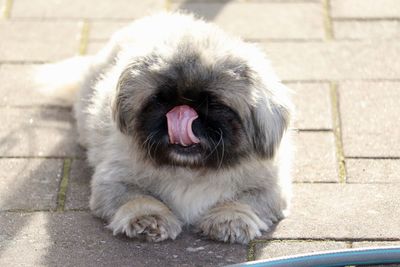 Close-up of a dog