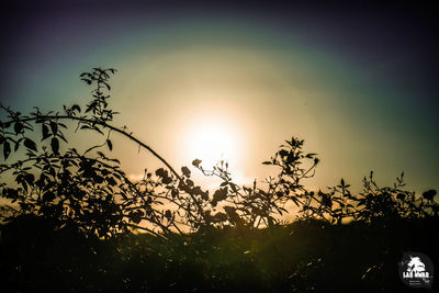 Low angle view of silhouette trees against sky during sunset