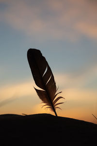 Whispers of the sea. sunset serenade with a feather on baltic shores. sea shore scenery.