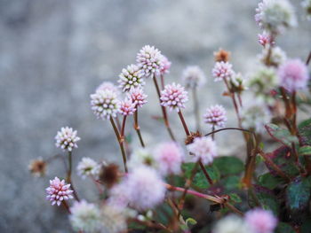 Close-up of pink cherry blossoms