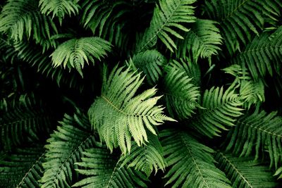 High angle view of fern leaves