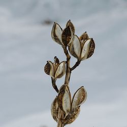 Close-up of dried plant pods
