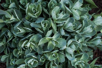 Full frame shot of green leaves