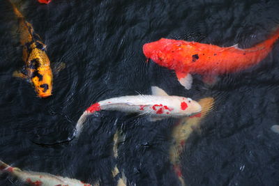 High angle view of koi carps swimming in lake