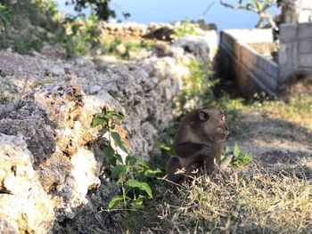 Monkey sitting on a field